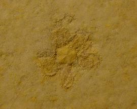 Solnhofen - Stachelh�uter - Saccocoma tenella (GOLDFUSS 1831)